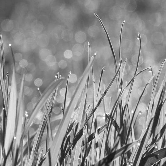 Лінії переробки трави