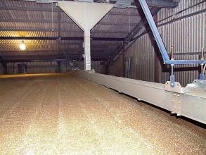 Perry filling grain shed to maximum