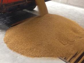Perry lorry unloading grain